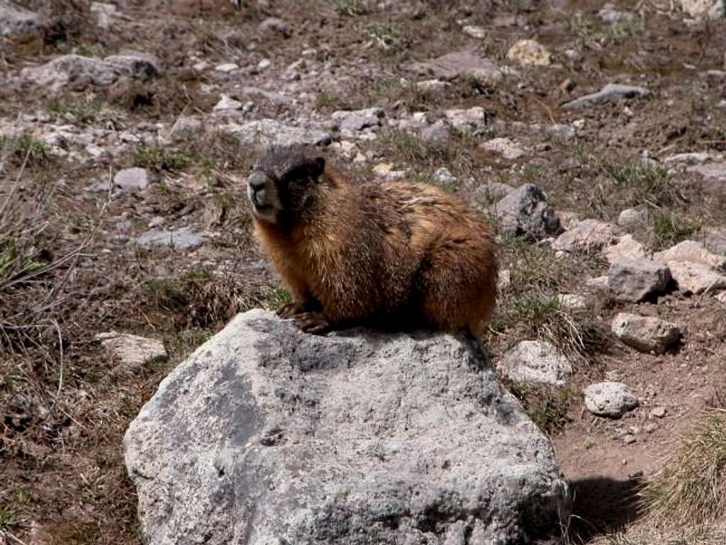A friendly marmot resting on...