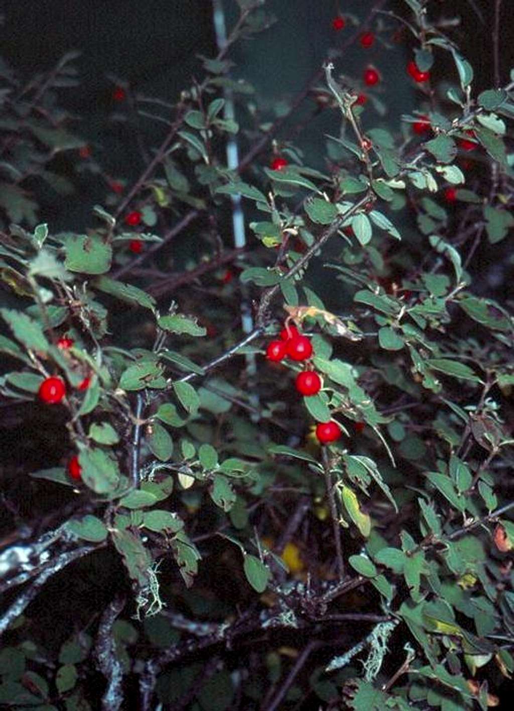 Cotoneaster ...