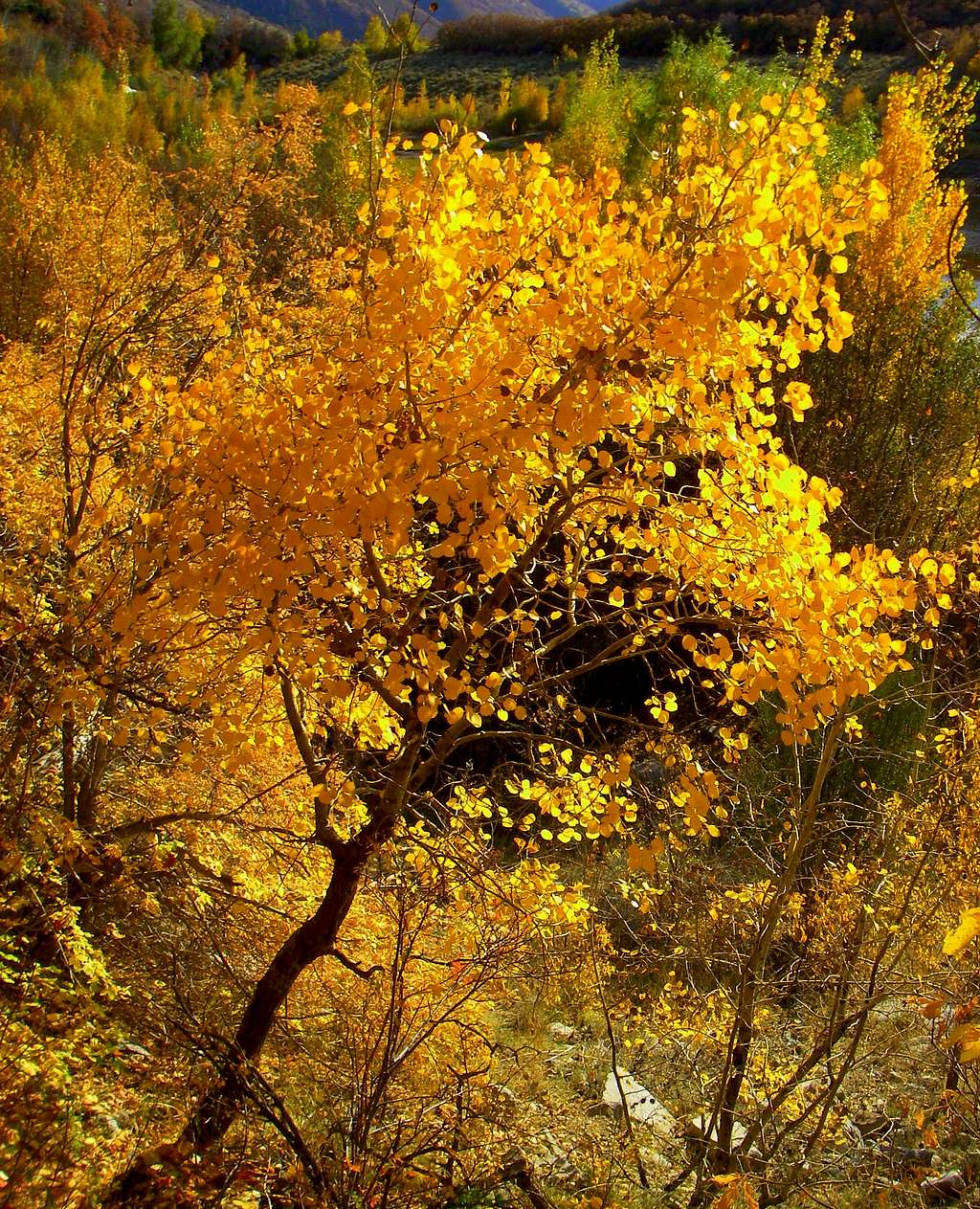 Golden Fall Colors
