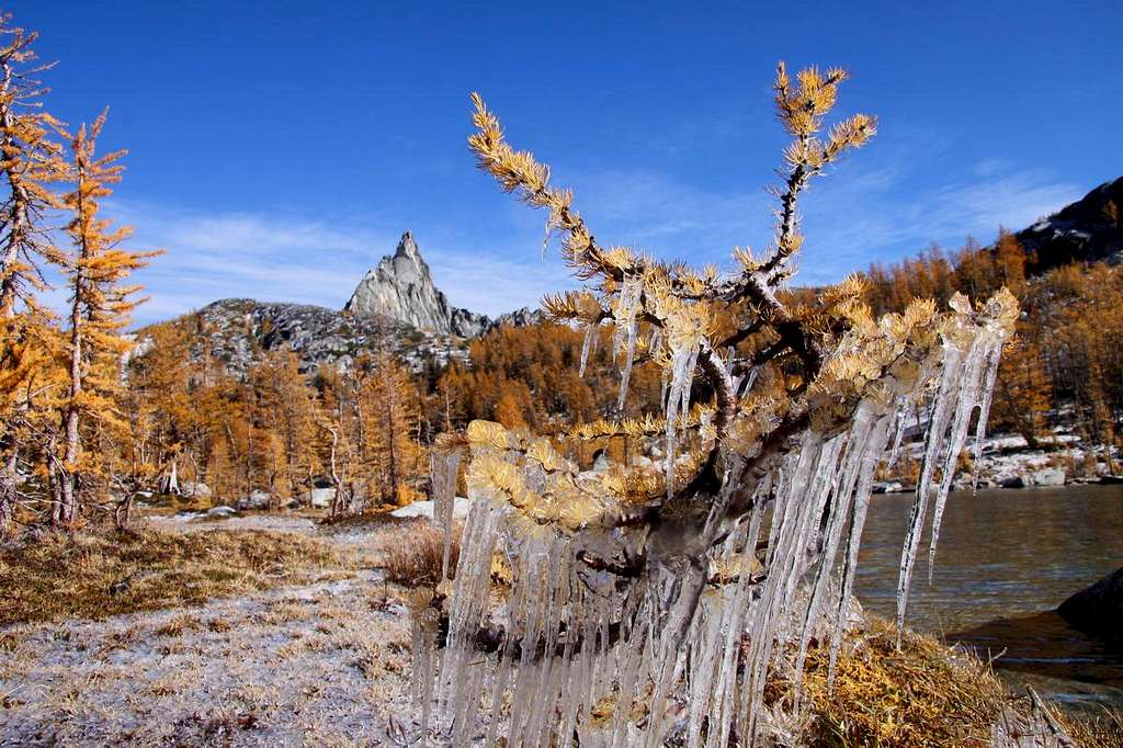 Ice, golden larches, and Prusik Peak