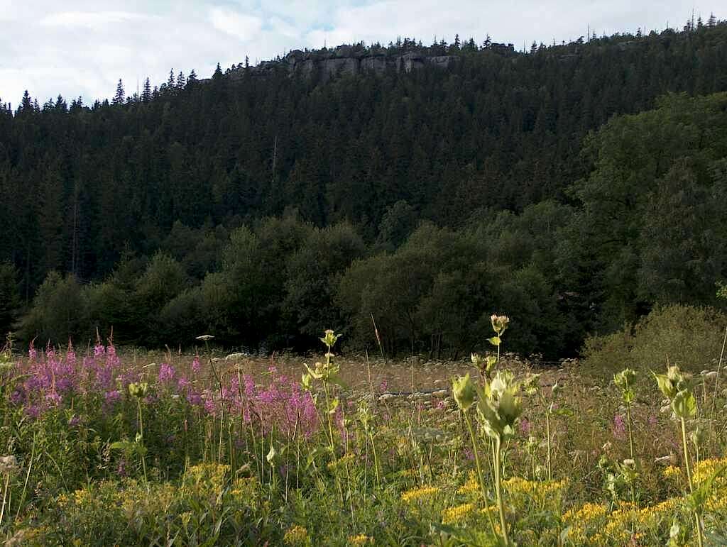Flora in Góry Stołowe 