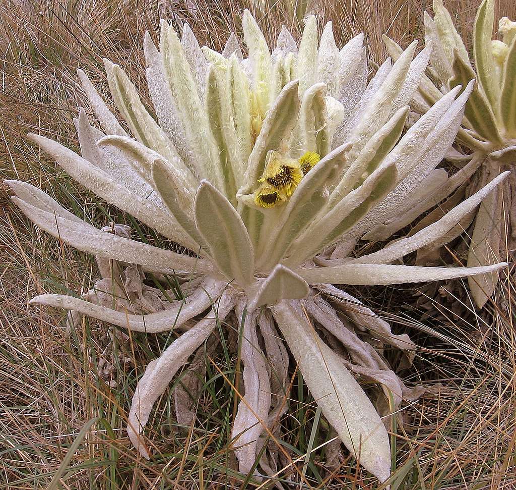 Frailejon - Espeletia pycnophylla