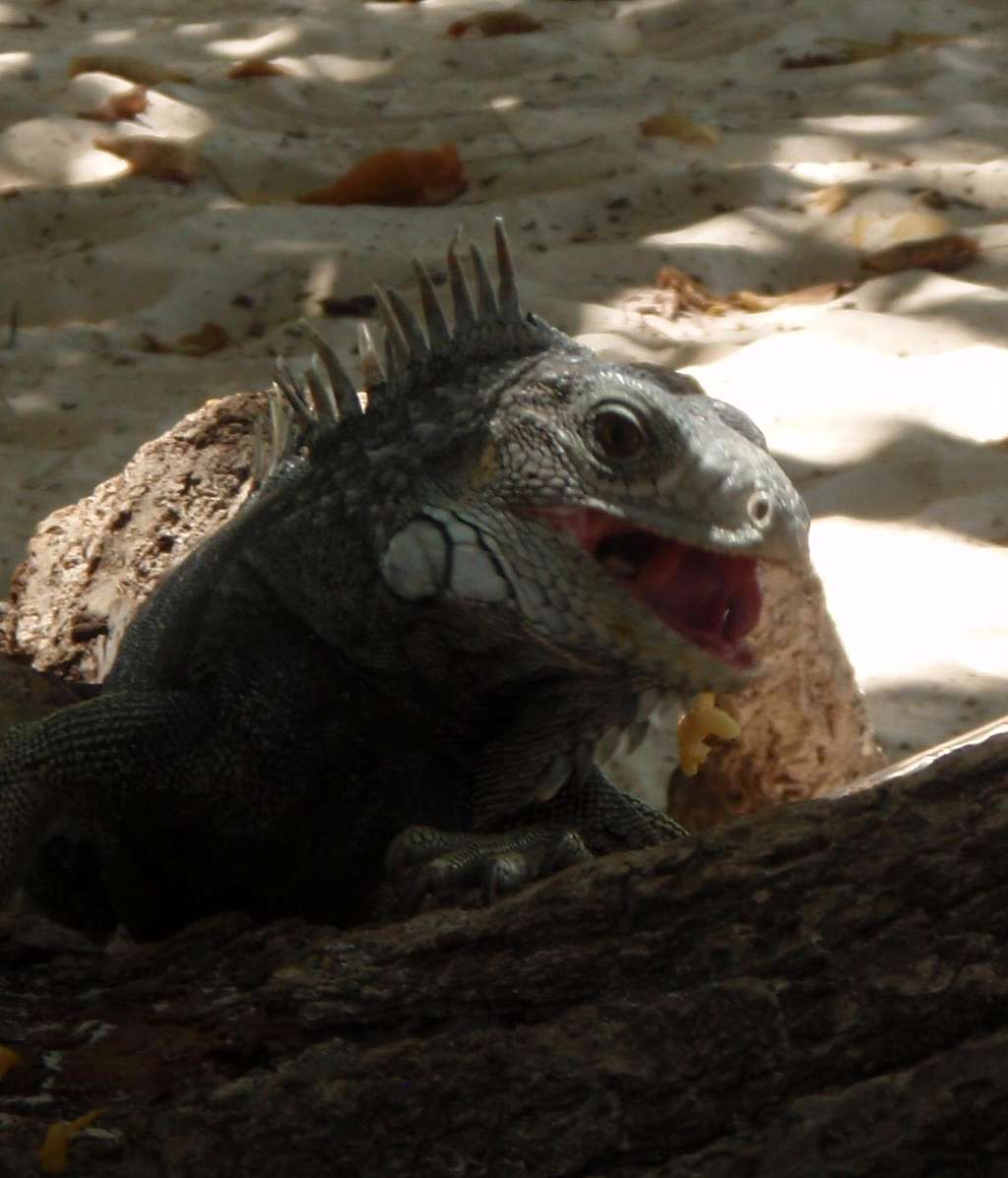 Laughing Iguana