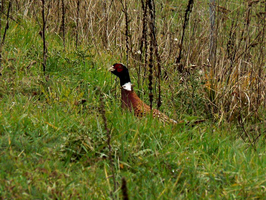 Pheasant in the Pyrenees