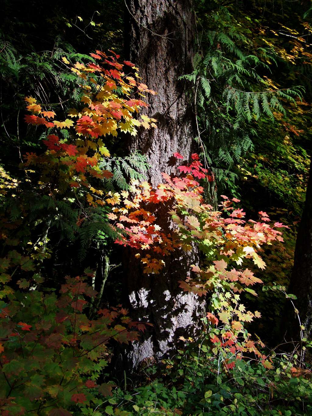 Fall color embracing fir