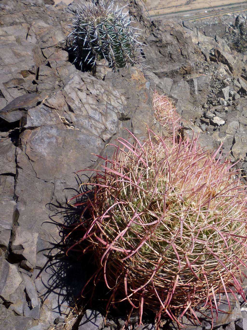 Fishhook Barrel Cactus near summit