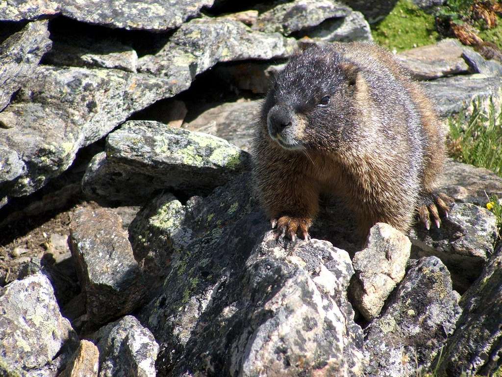 Leader of the Pack - Marmot on Chiquita