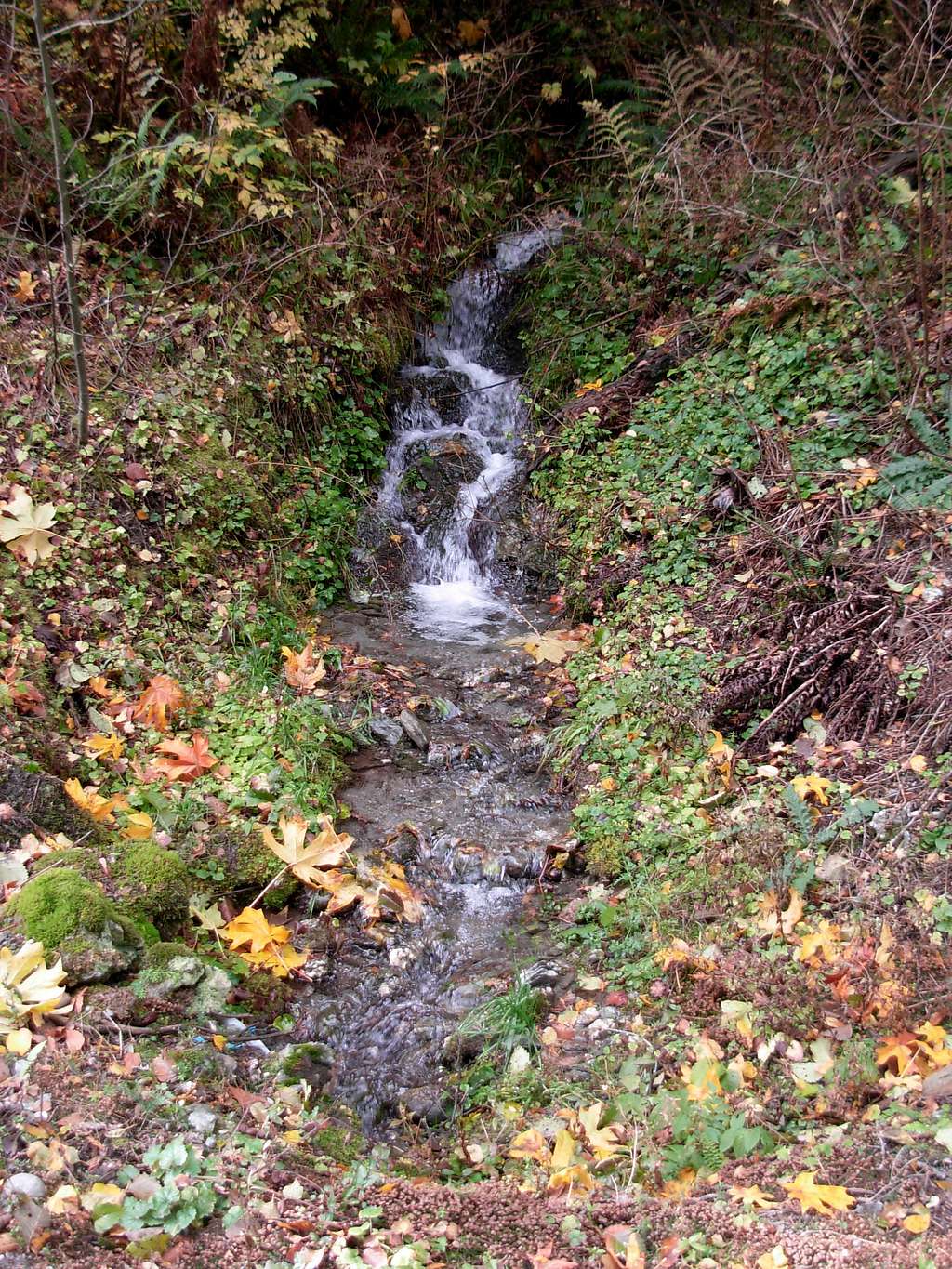 Stream On Anderson Mountain