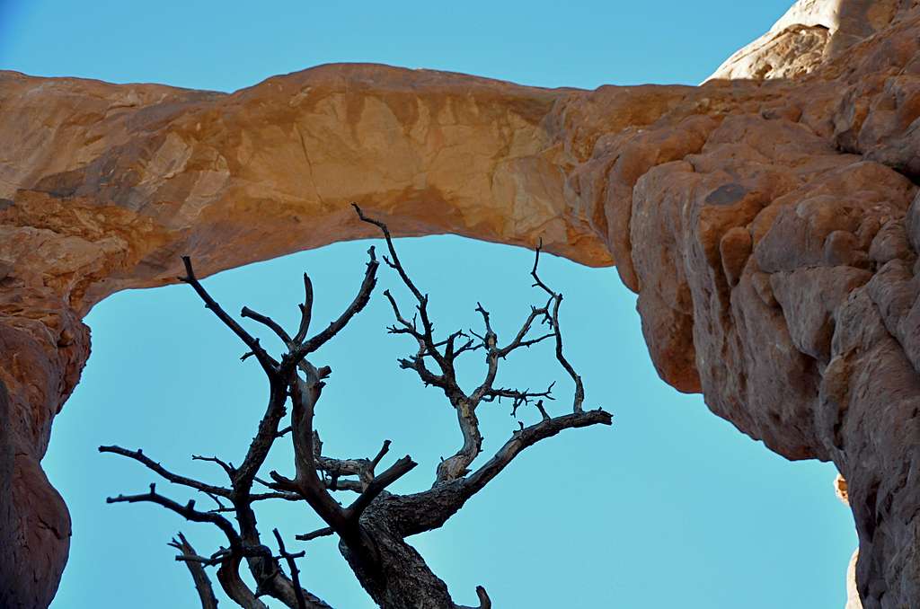 Dead Tree & The Arch