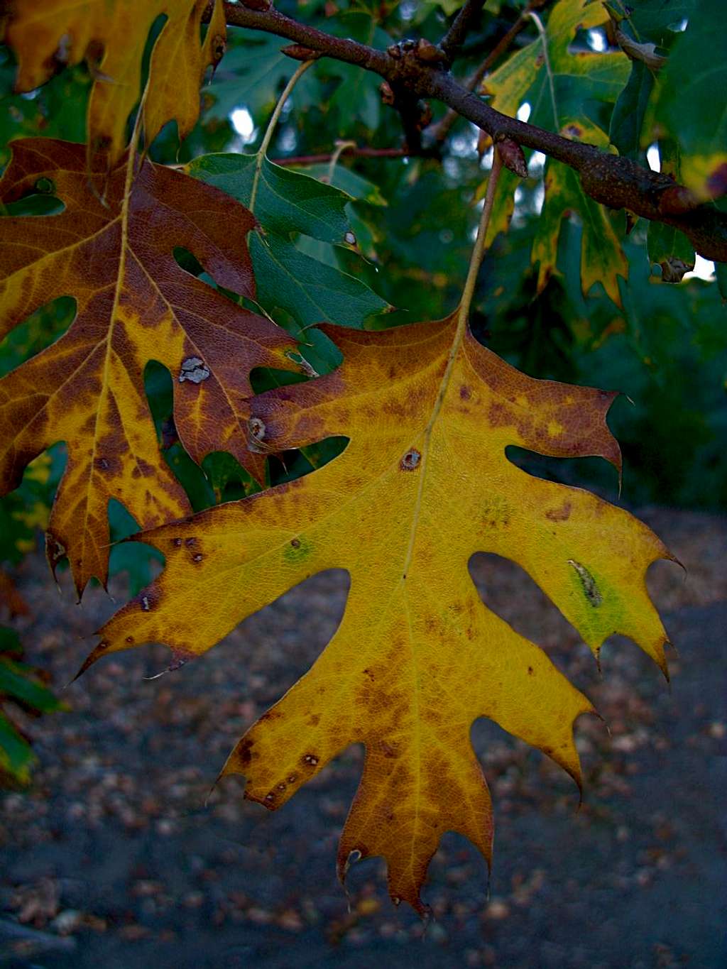 Fall color in San DIego mountains