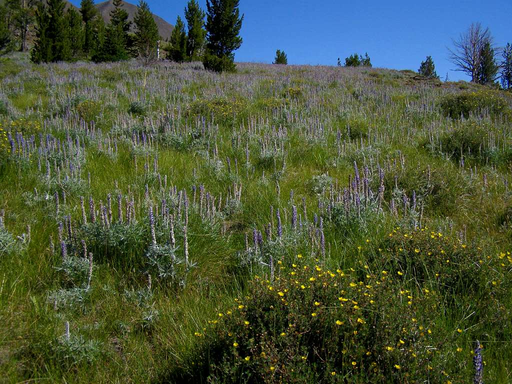 Lupine Meadow