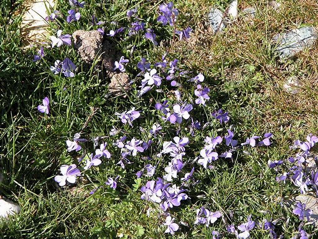 Corsican Violets on Punta La...