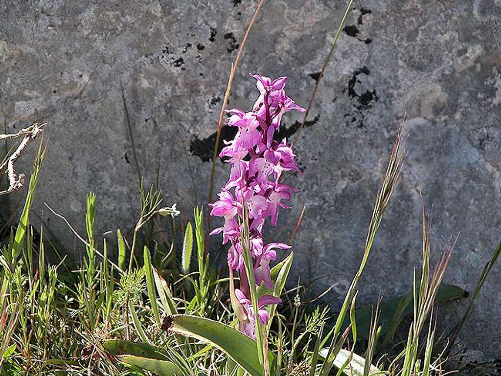 Orchis ichnusae, May 20th 2004