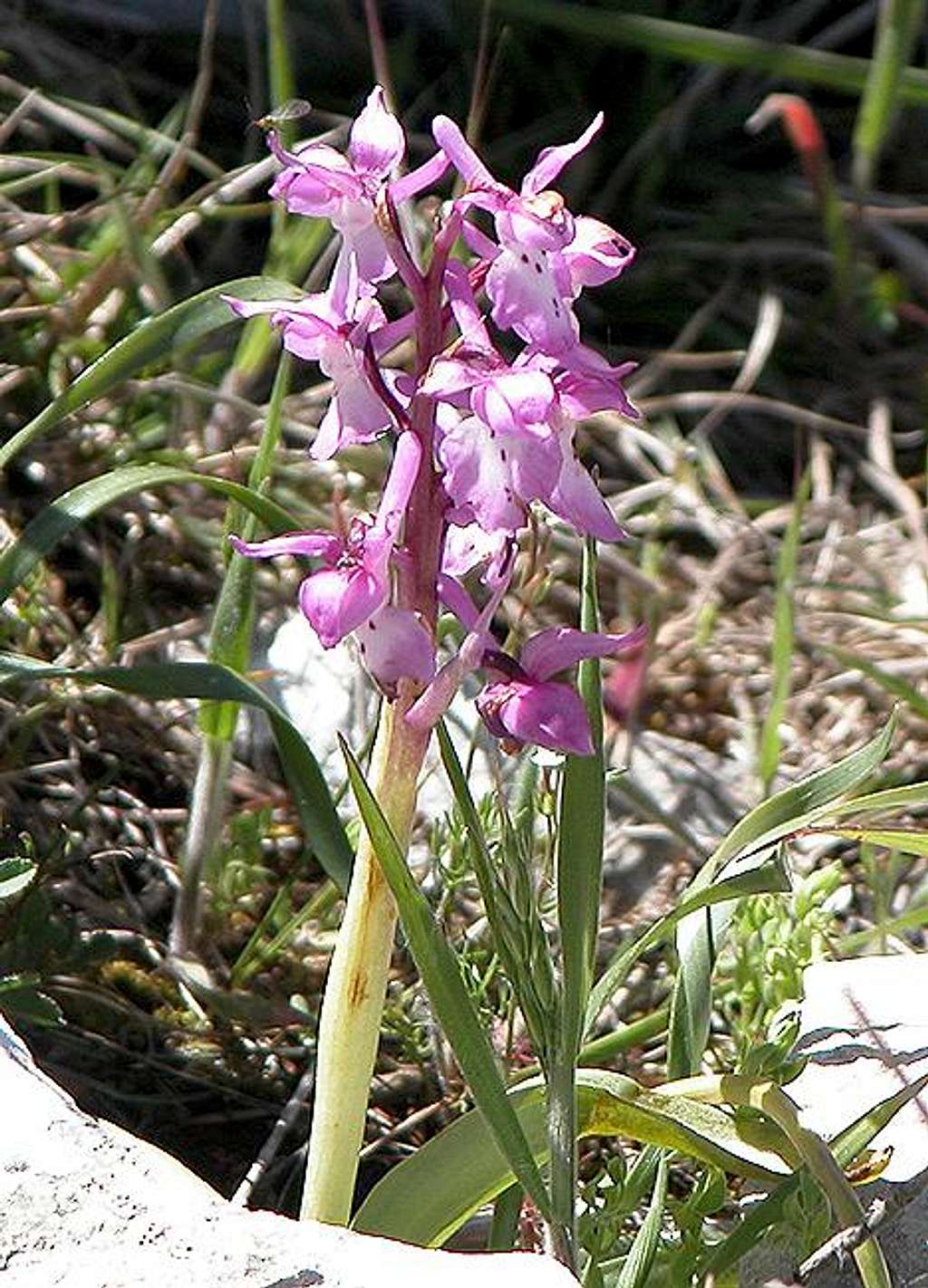 Orchis ichnusae, May 20th 2004