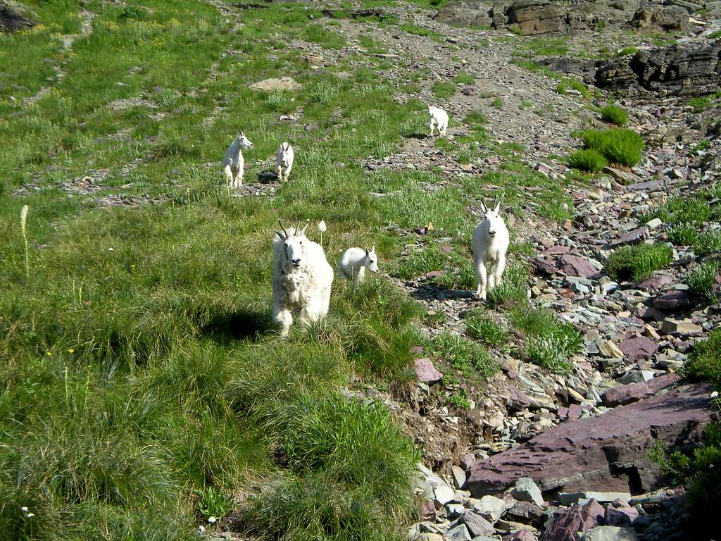 Mountain Goats on the Hidden Lake Trail