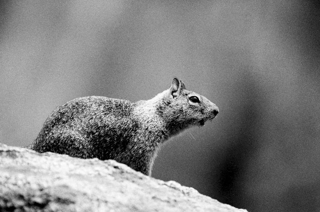 Squirrel at Glacier Point, Yosemite