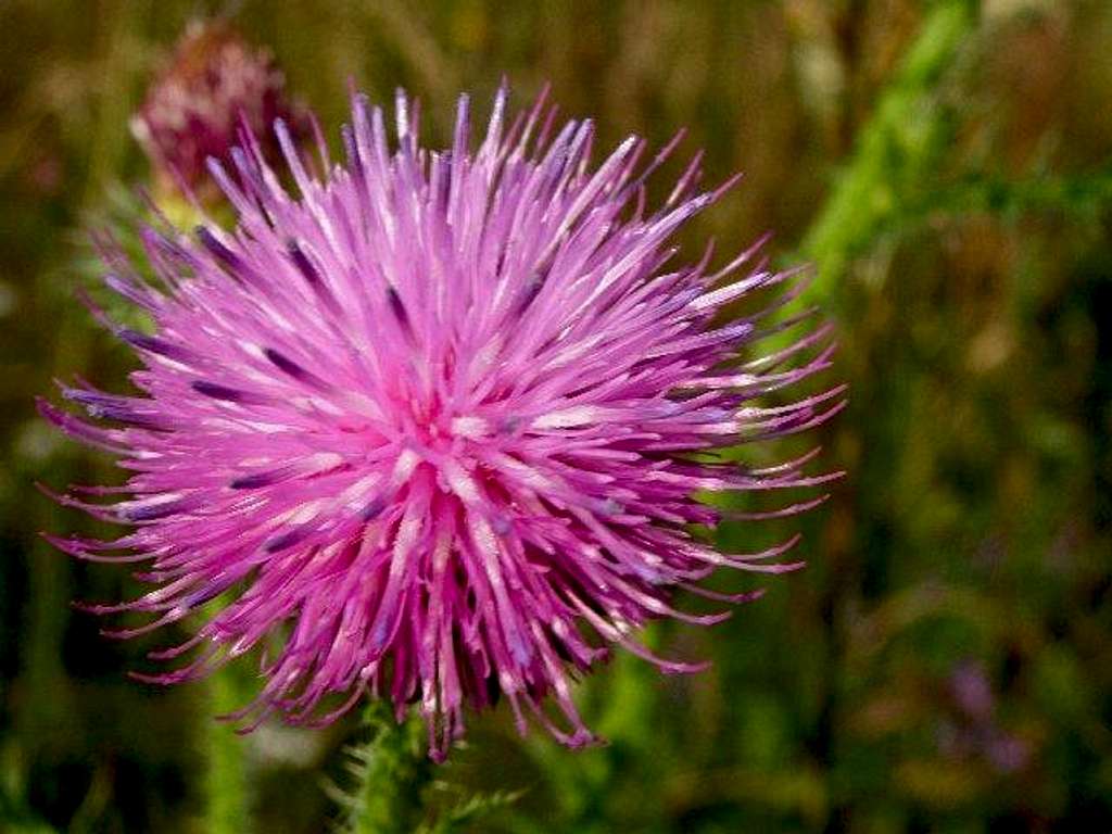 Flowers of Welted Thistle