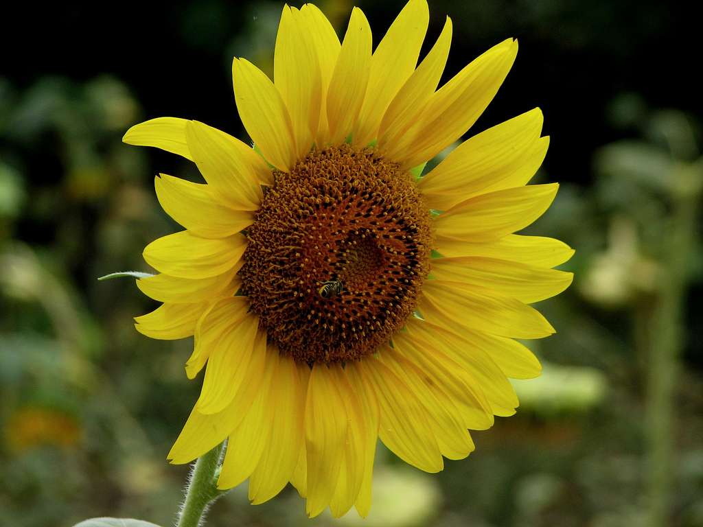 Sun flower