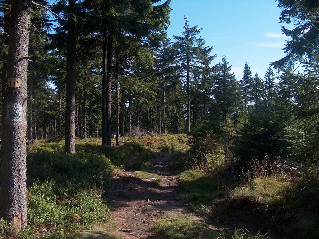 The trail to Czarna Góra