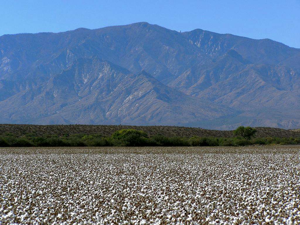Mt. Graham and cotton field