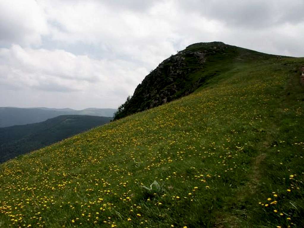 Rothenbachkopf flowered with...