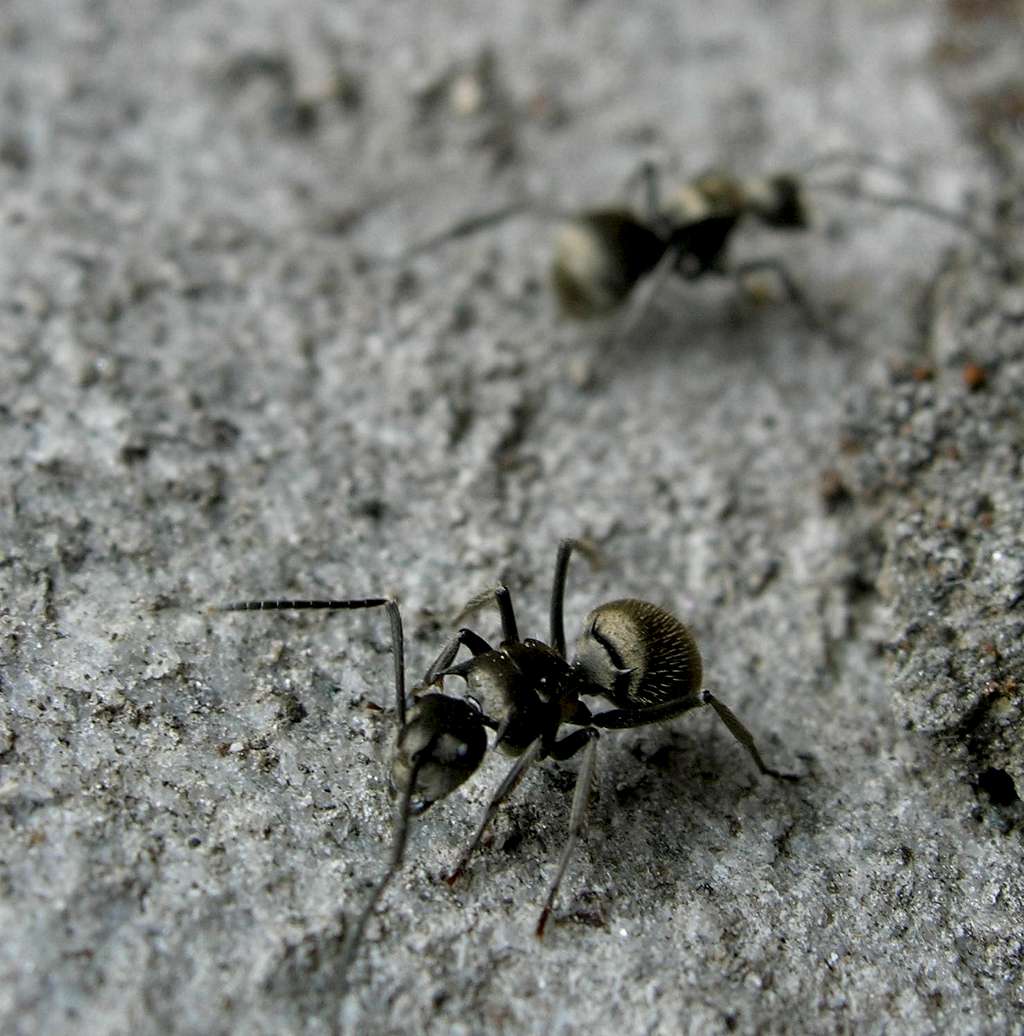 Himalaya ants