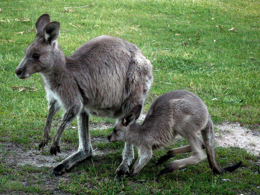 Snowy Mountain Kangaroos