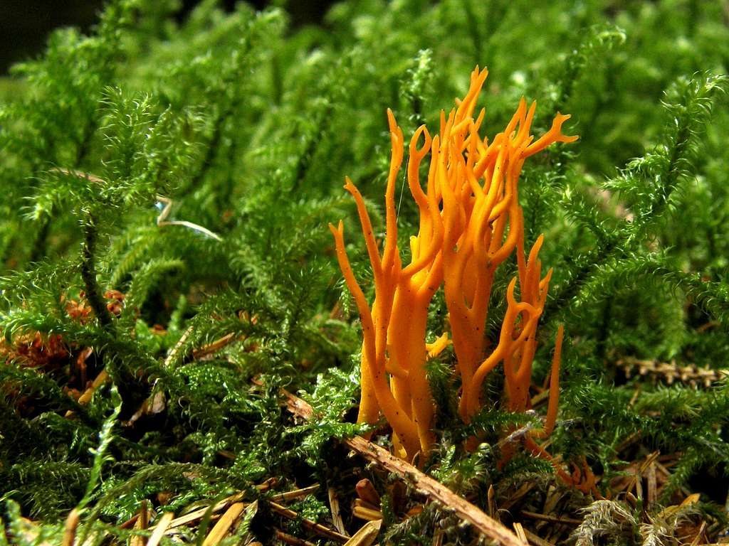 Coral Fungus - Forrest Lodge