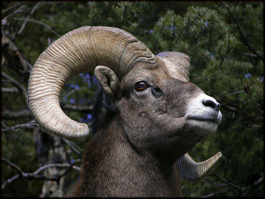 Rocky Mountain Bighorn Ram