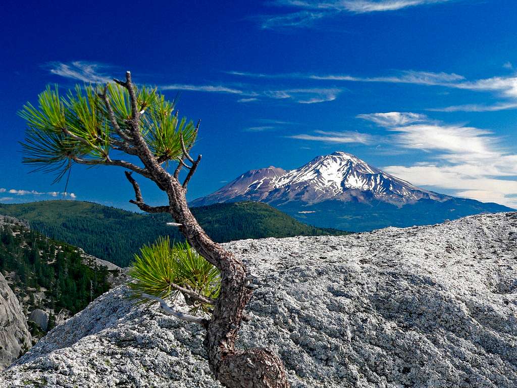 Small pine on rock and Mt. Shasta