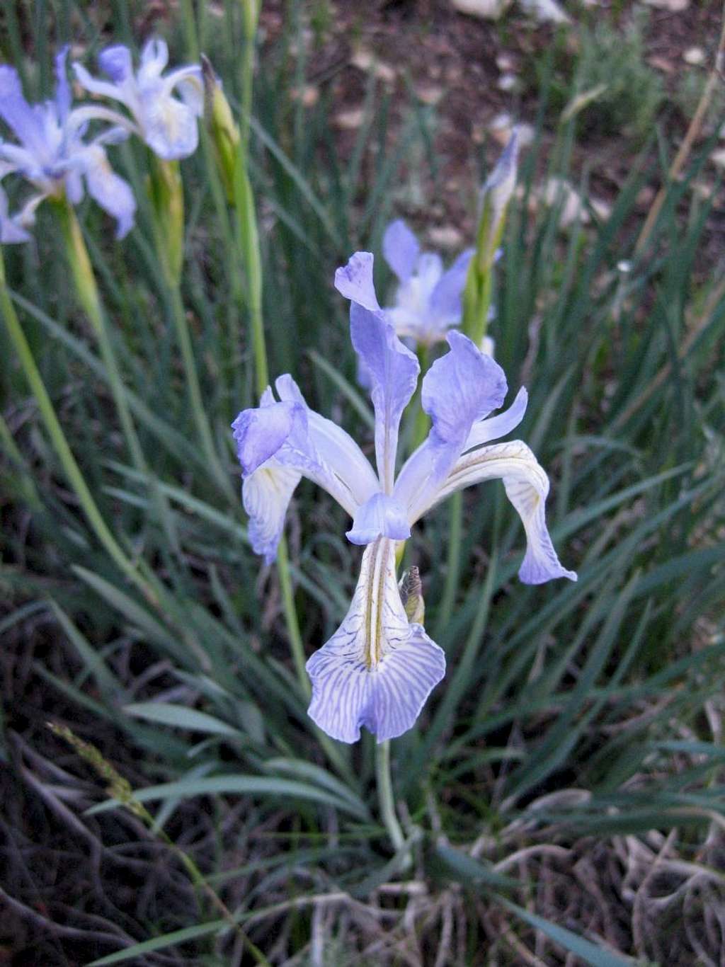 Irises near Morey