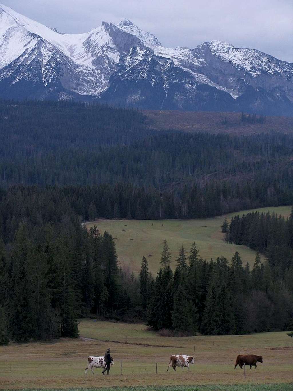 Photo cow-mountain type