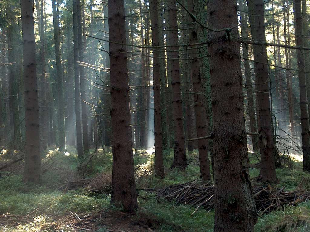 In the forests of the Góry Orlickie mts.