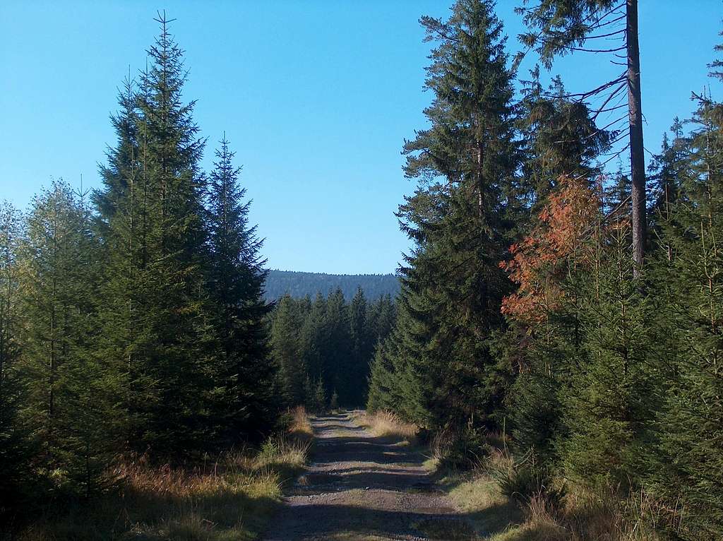 In the forests of the Góry Orlickie mts.
