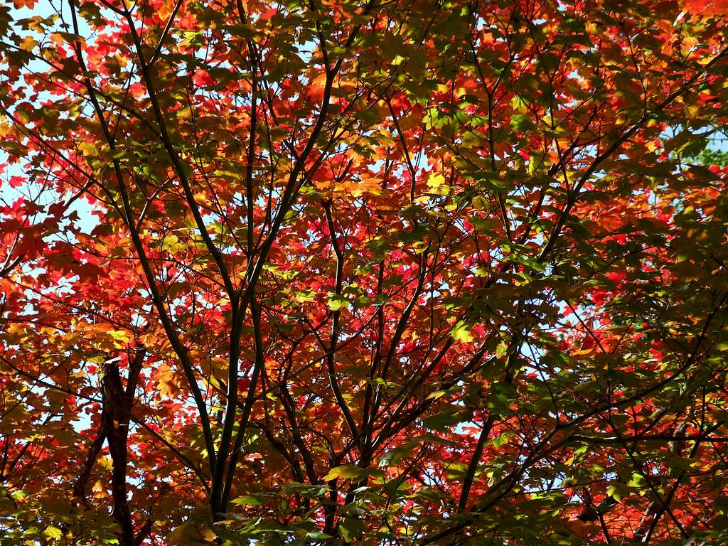 Fall, North Cascades, WA
