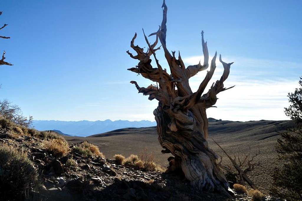 Bristlecone pine in white mountains with sierras in background