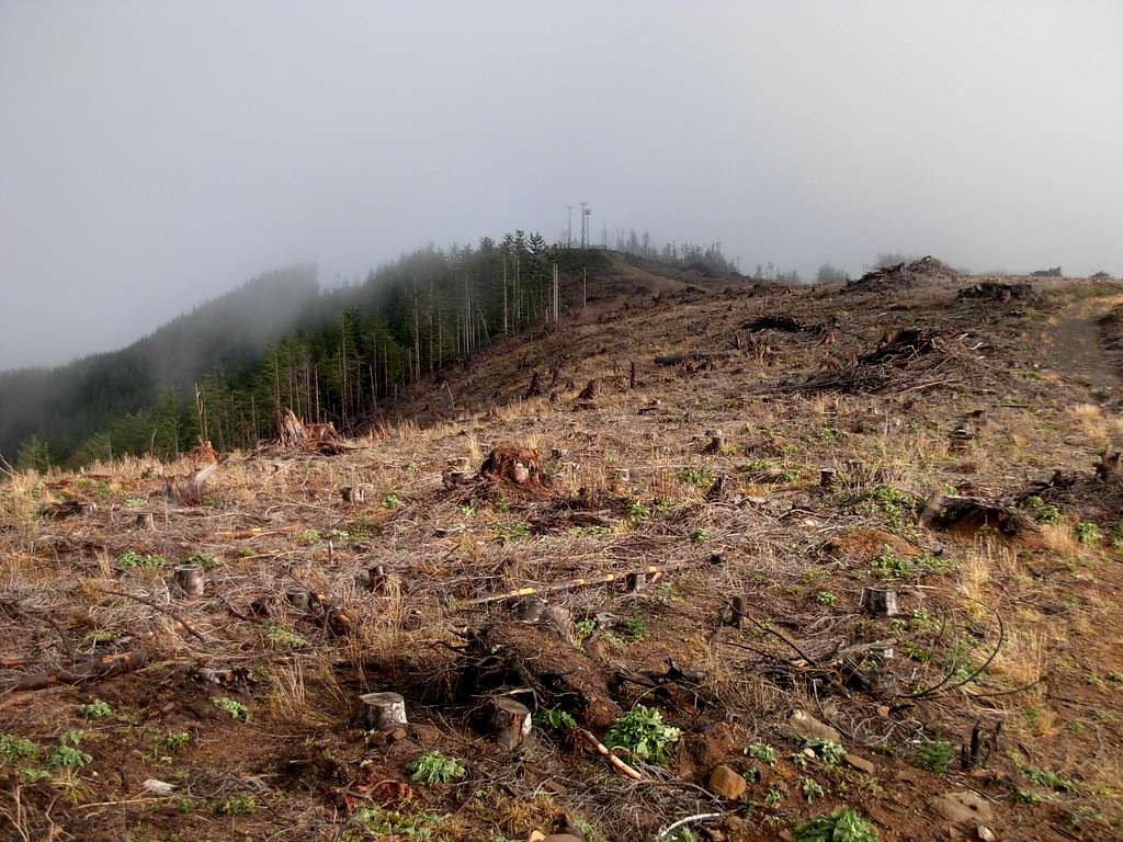 Black Hills Clearcut