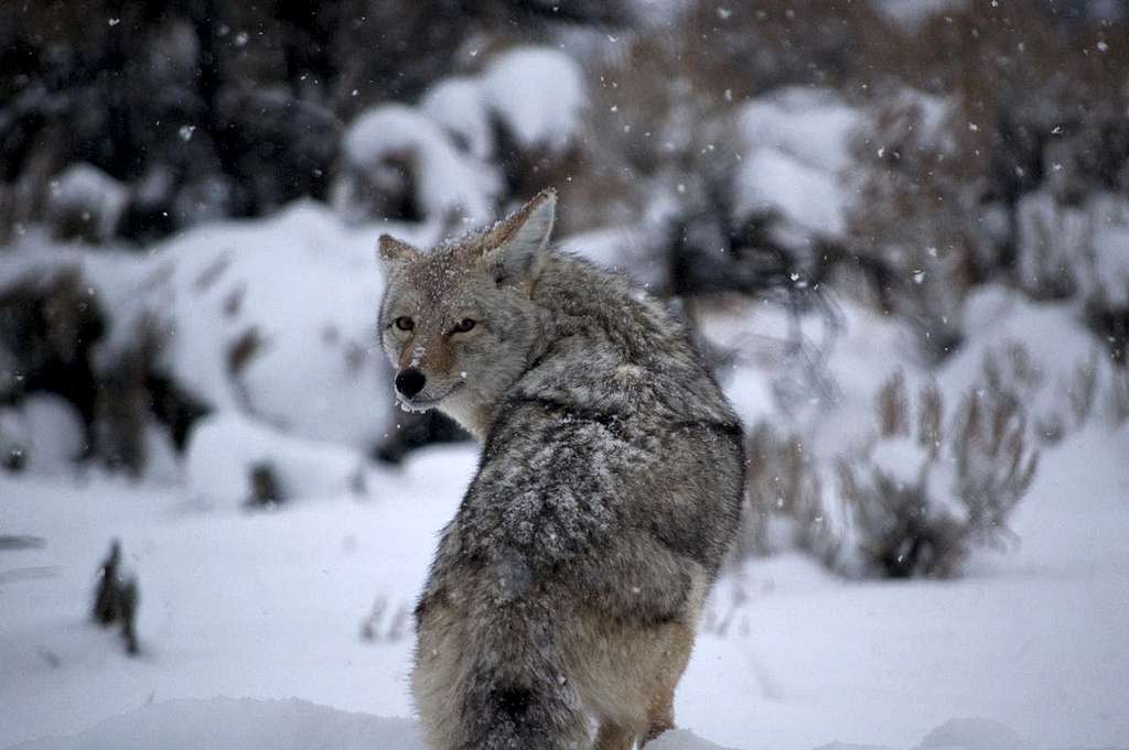 Coyote in yellowstone winter