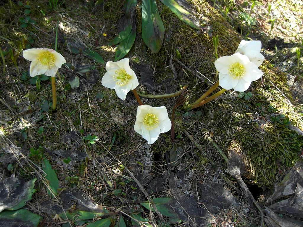 Helleborus niger