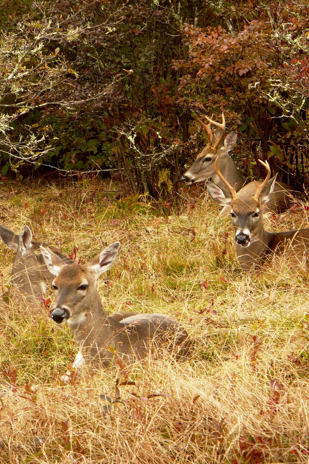 Family of Deer