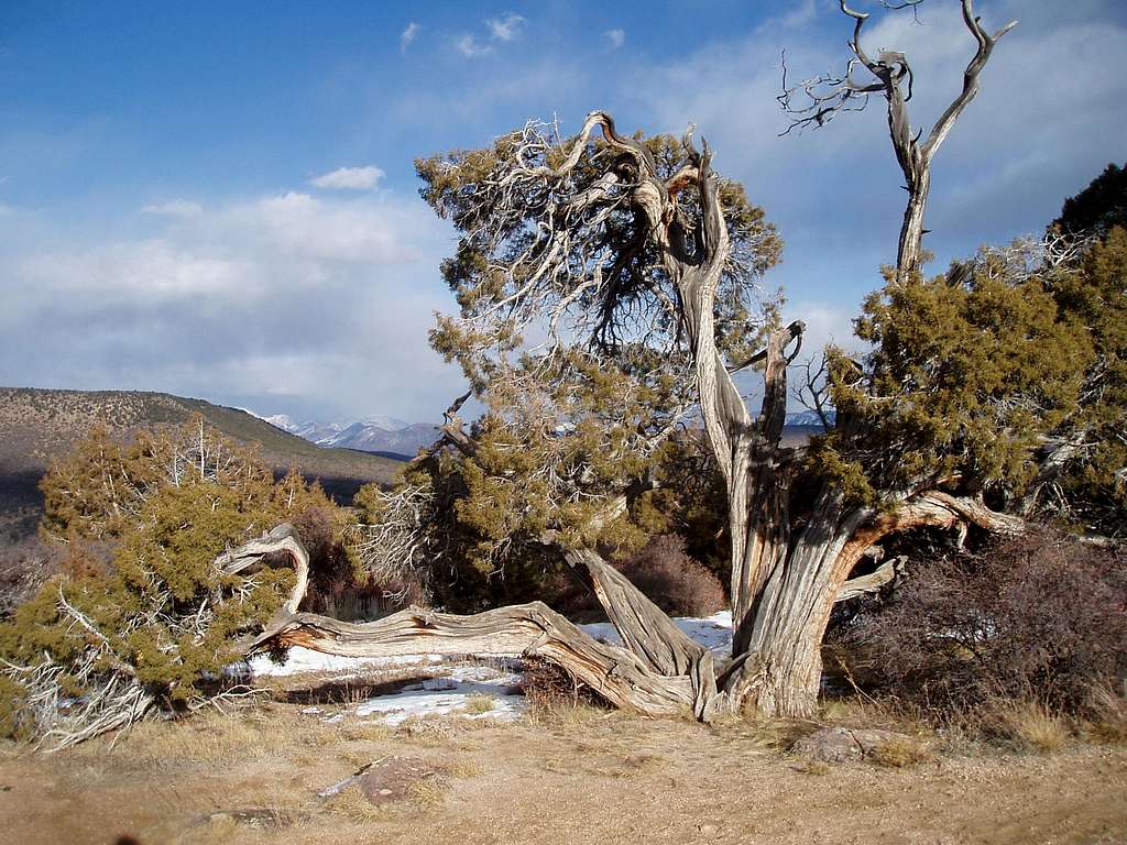 Super tough old juniper tree