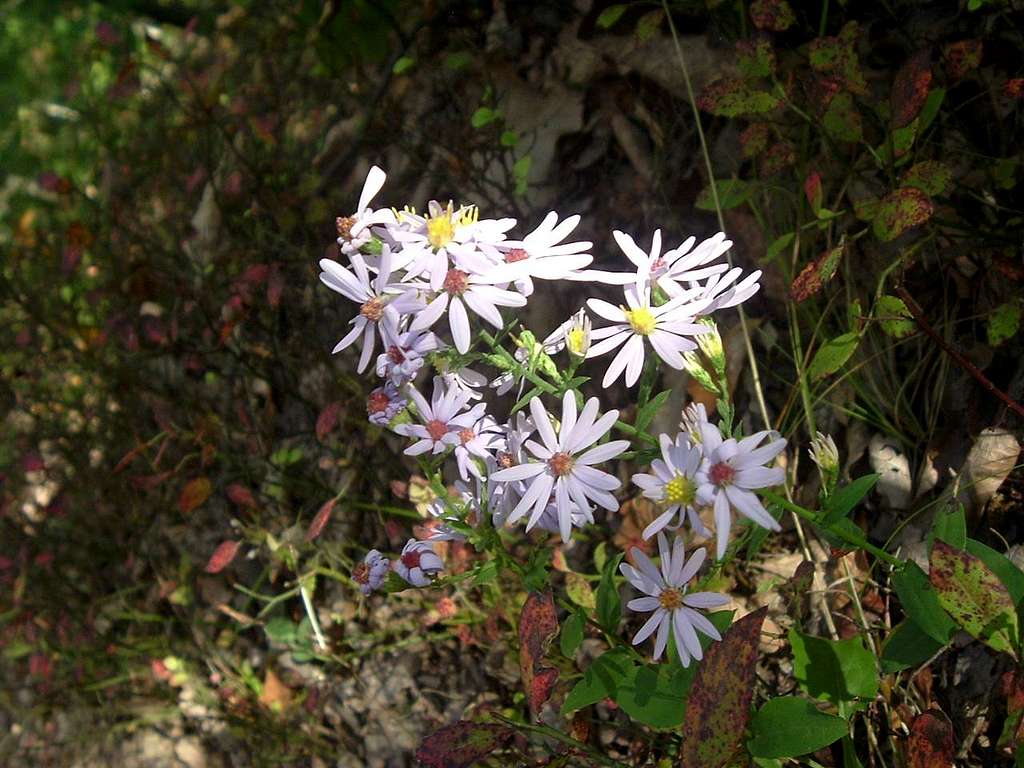 Flowers on Austin Mountain Trail in October
