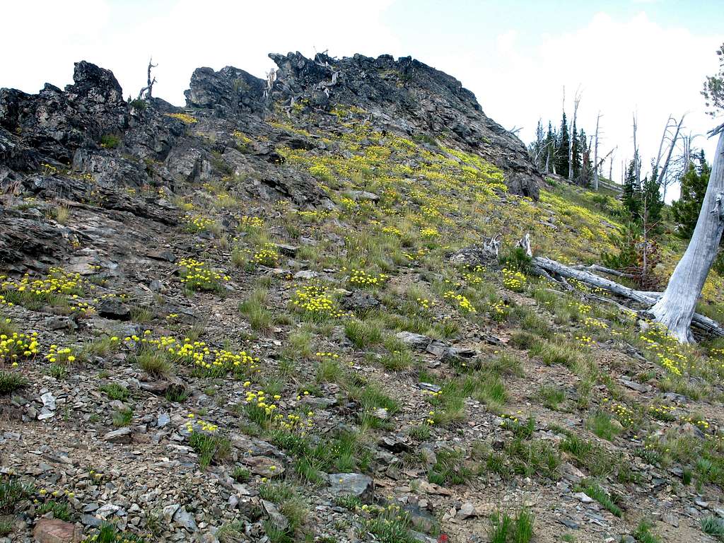 Yellow Buckwheat on Three Prong