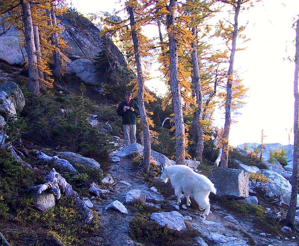 Goat Posing session