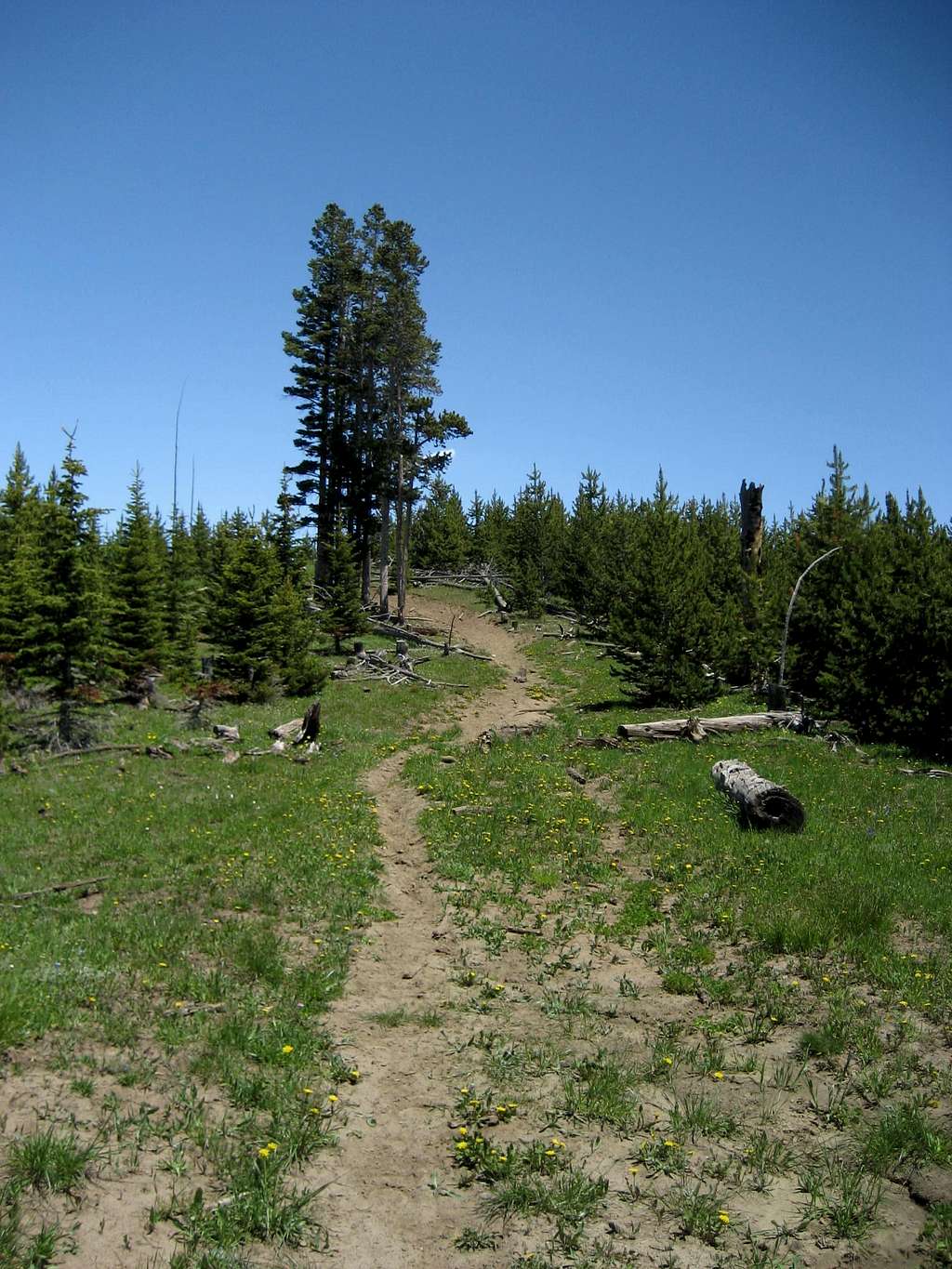 Trail on Burnt Mountain