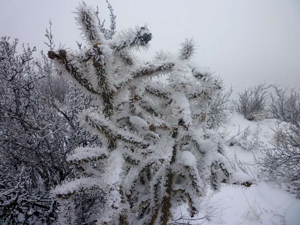 Snow covered cholla