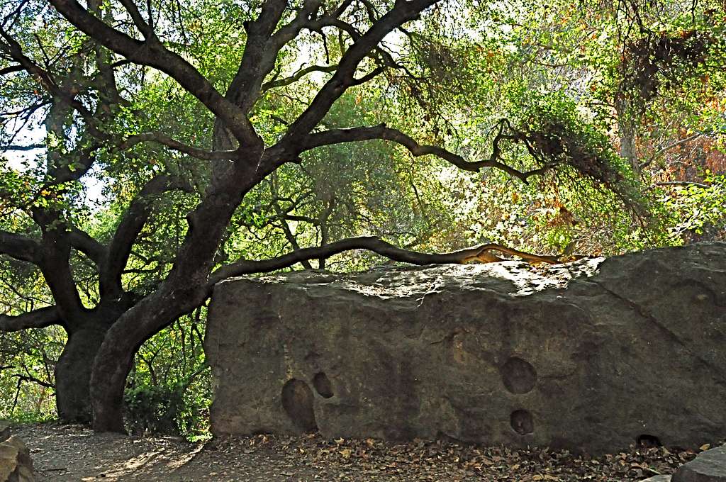 Rock and tree near the trail