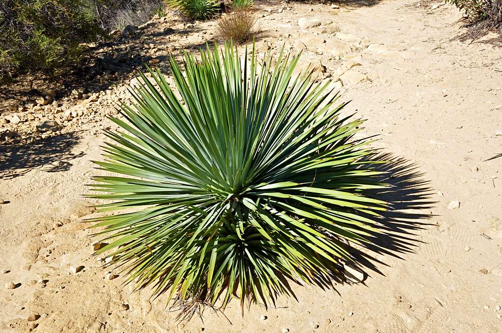 A perfect Yucca