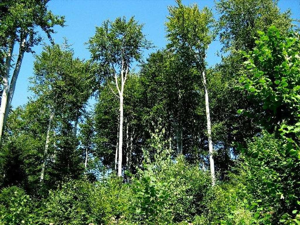 Beech Trees on the Slope of Mount Kopiec