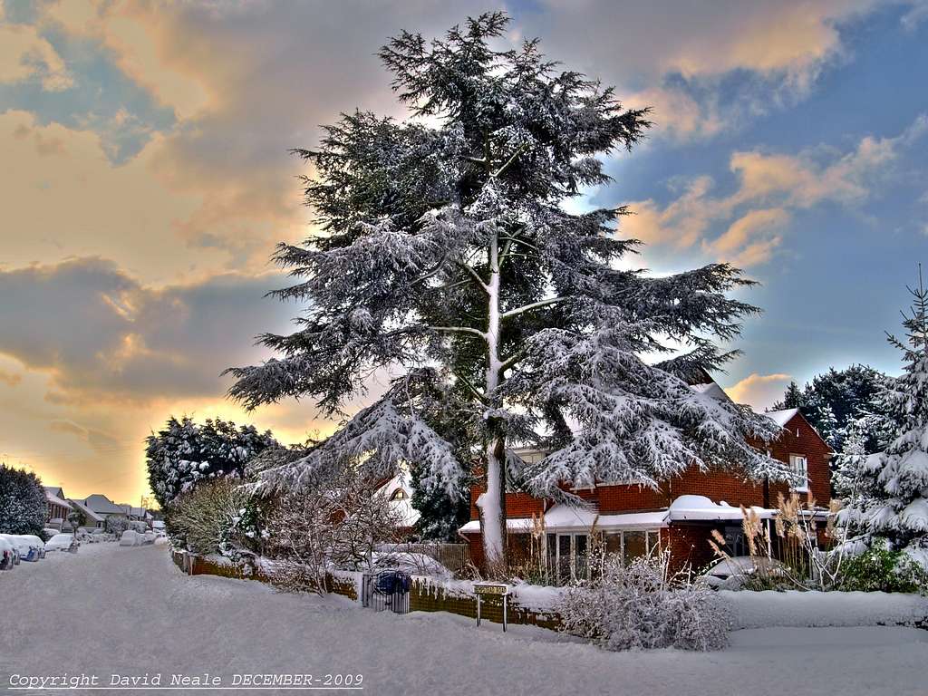 Snow covered cedar tree - Hempstead Kent